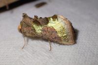 Diachrysia chrysitis