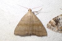 Herminia tarsicrinalis