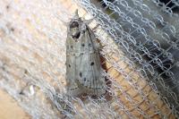 Nycteola revayana