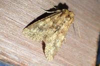 Conisania luteago olbiena