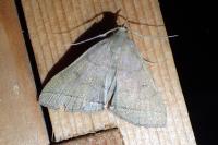 Herminia tarsipennalis