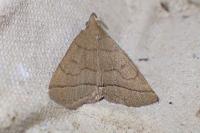 Herminia tarsipennalis