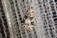 Eudonia delunella