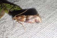 Acrobasis repandana