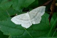 Scopula nigropunctata