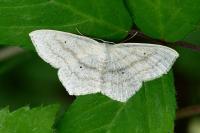 Scopula nigropunctata