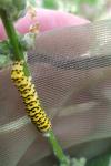 Cucullia lychnitis