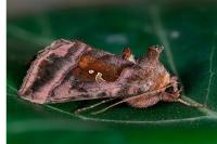 Autographa jota