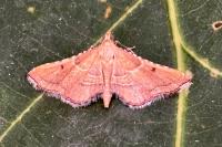 Endotricha flammealis