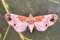 Eupithecia breviculata