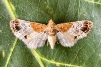 Eupithecia breviculata