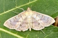Patania ruralis