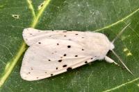 Spilosoma lubricipeda