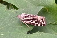 Emmelia trabealis