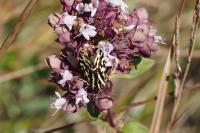 Emmelia trabealis
