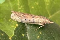Aphomia sociella
