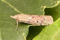 Aphomia sociella