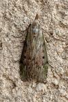 Aphomia sociella