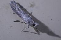 Epischnia prodromella