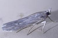 Epischnia prodromella
