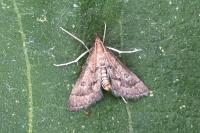 Metasia corsicalis