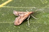 Metasia corsicalis
