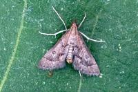 Metasia corsicalis