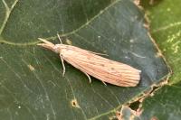 Ematheudes punctella