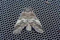 Drymonia querna
