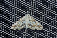 Elophila nymphaeata