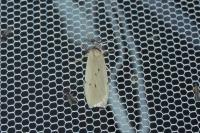 Pelosia muscerda