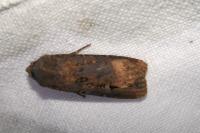 Agrotis ipsilon