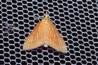 Nascia cilialis