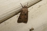 Agrotis segetum