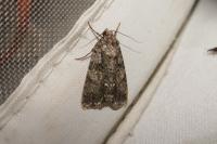 Acronicta rumicis