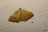Camptogramma bilineata