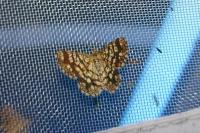 Chiasmia clathrata