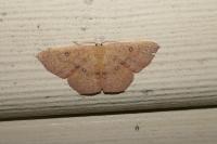 Cyclophora puppillaria