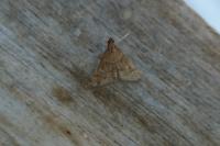 Dolicharthria punctalis