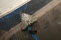 Elophila nymphaeata