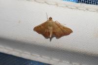 Endotricha flammealis