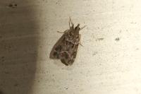 Eudonia mercurella