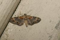 Eupithecia linariata