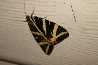 Euplagia quadripunctaria