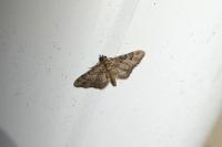 Gymnoscelis rufifasciata