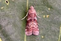 Phycita roborella