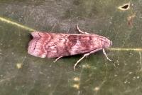 Phycita roborella