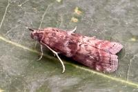 Phycita roborella