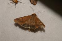 Helicoverpa armigera