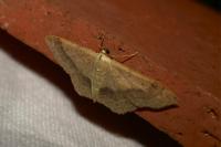 Idaea aversata